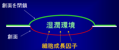 湿潤療法の意味